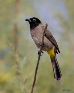 arap bülbülü, bzi muka, öykü, hapishane, duvar, ağaç