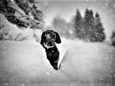 Hunting dog in the snow. Bavarian breed dog wearing a orange collar. Brown dog covered by snow. Profile portrait.