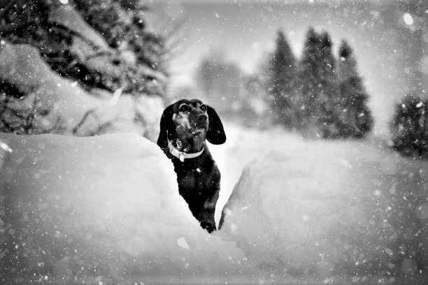 Hunting dog in the snow. Bavarian breed dog wearing a orange collar. Brown dog covered by snow. Profile portrait.